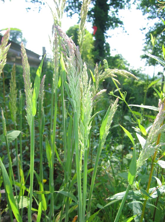 Holcus lanatus